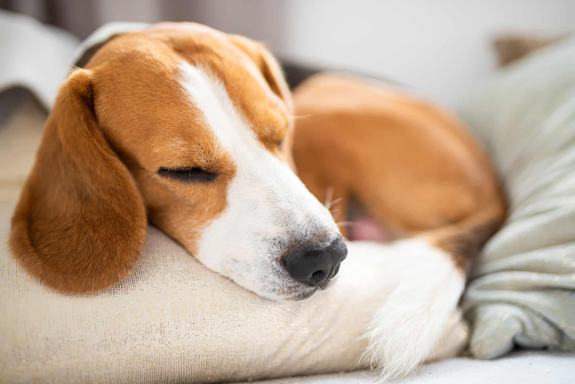 Chien Beagle sur coussin