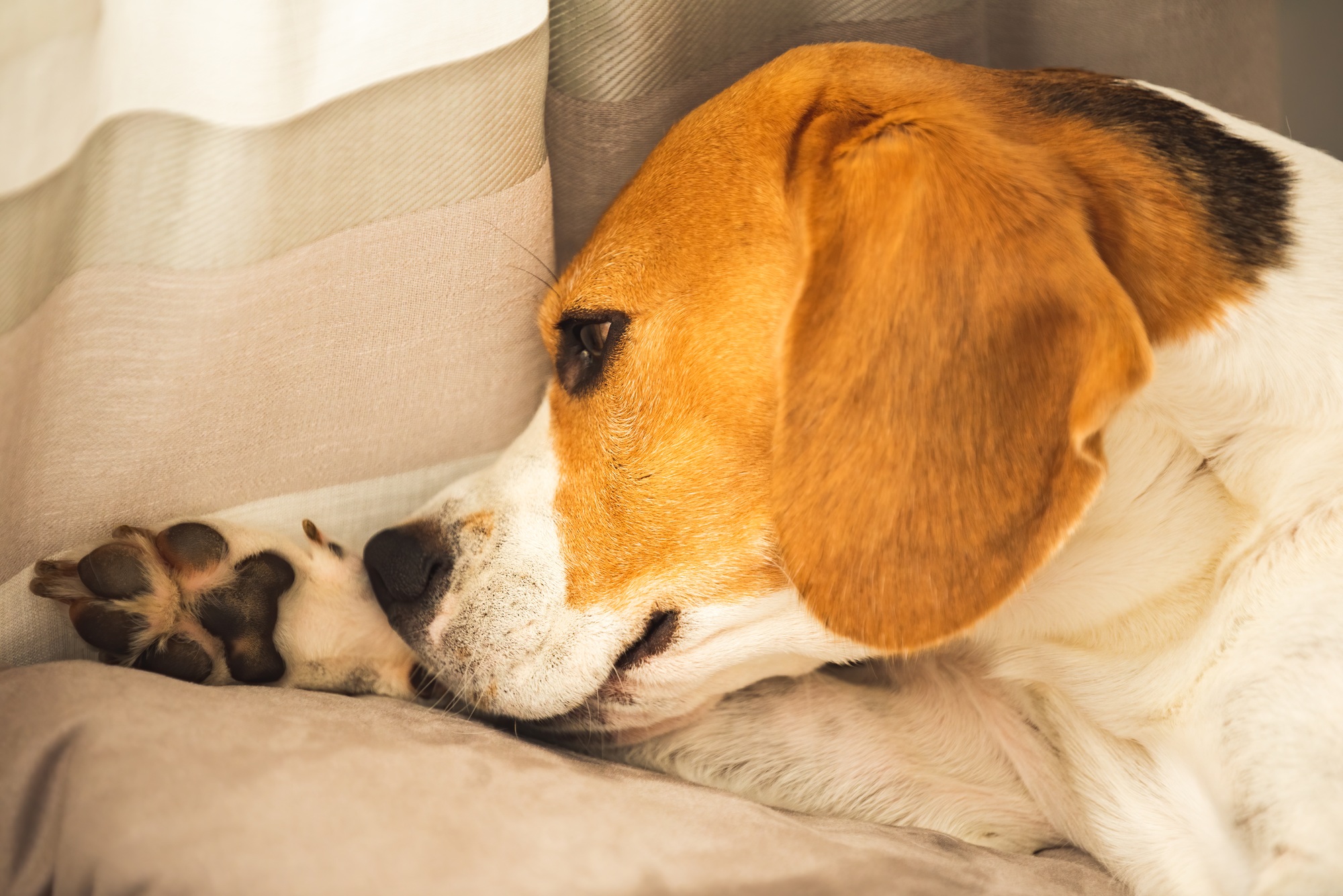 Chien Beagle se mordant la peau des pattes qui le démange. Problème de peau réaction allergique