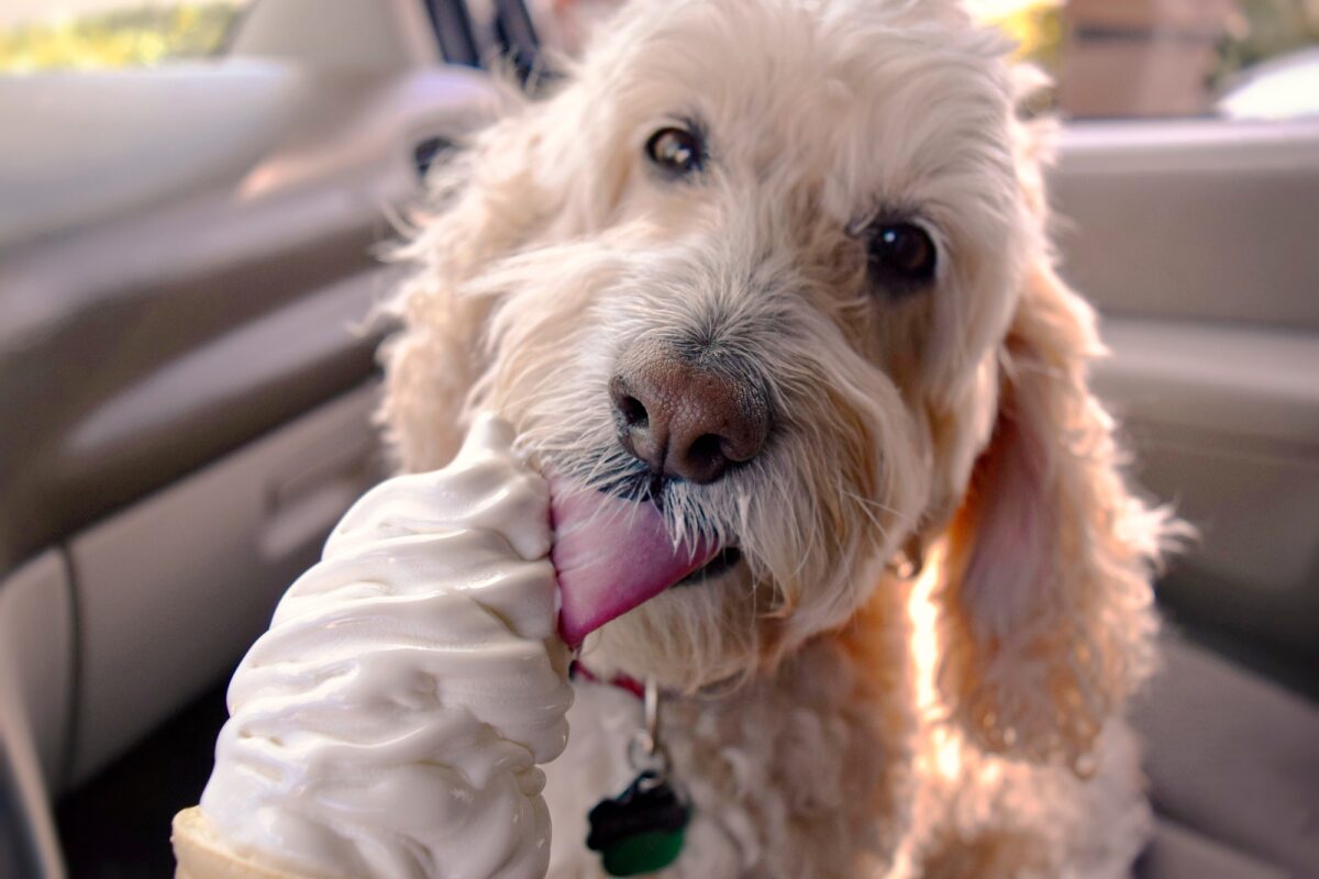 Chien blanc Cockapoo léchant un cornet de glace dans une voiture