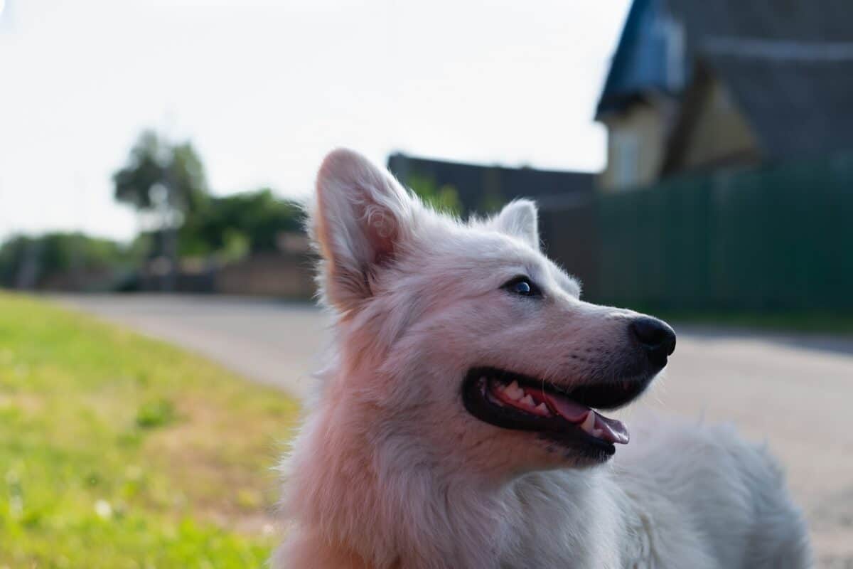 White stray dog on the city street. Lost dog looking for owner.