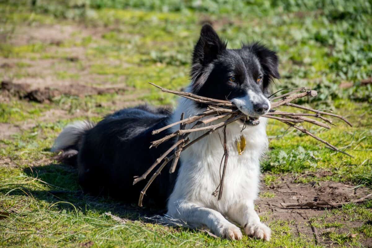 Chien border collie