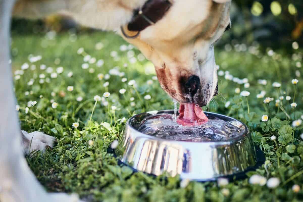 Chien buvant de l'eau dans un bol