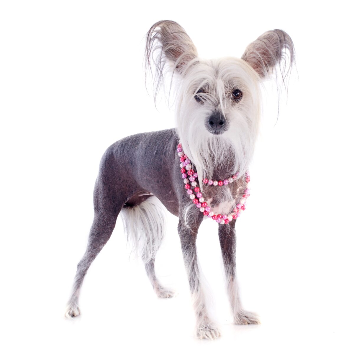 Chien Nu de Chine