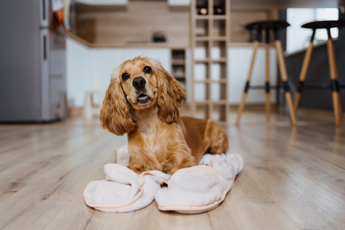 Chien couché sur une couverture à la maison dans la cuisine