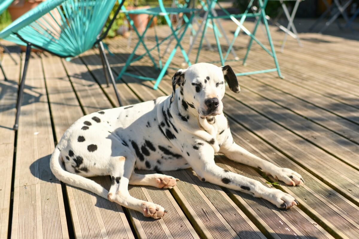 Chien dalmatien au soleil