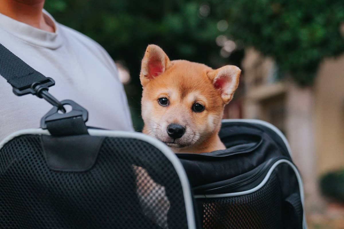 Chien dans son sac de transport