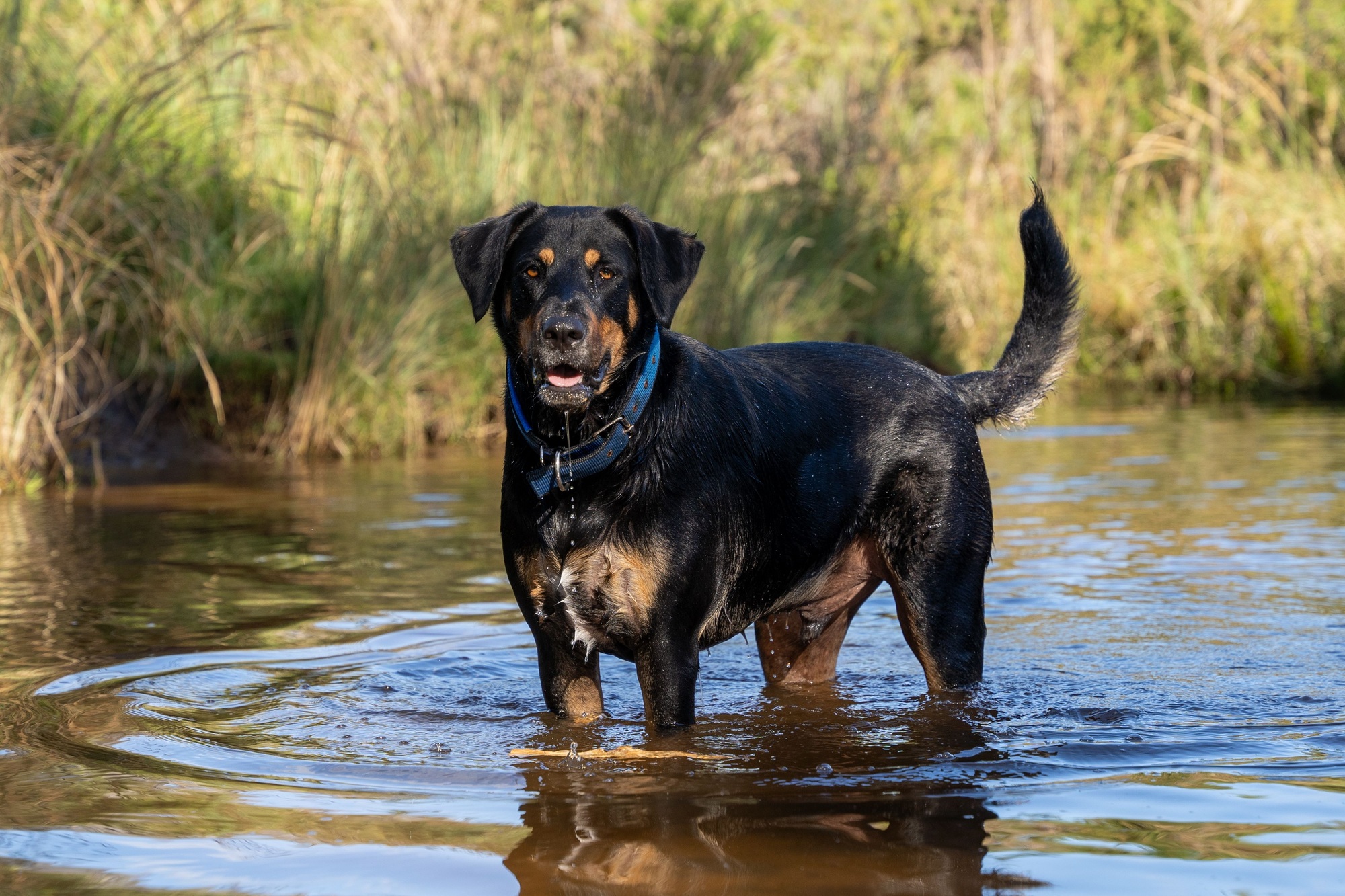 Chien dans une rivière entourée de verdure