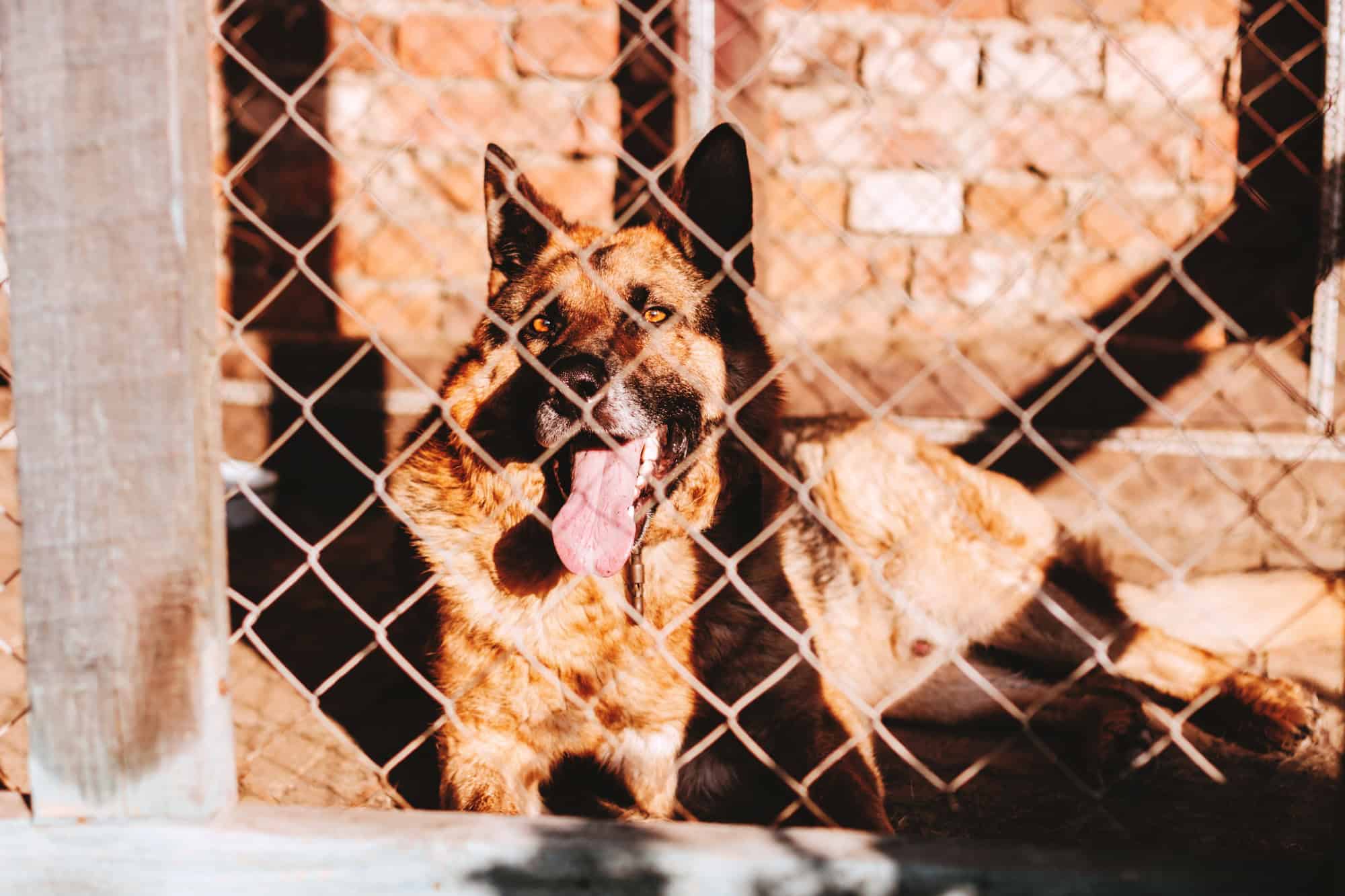 Chien de berger dans un grand chenil en bois avec enclos. Soleil d'été. Portrait de chien