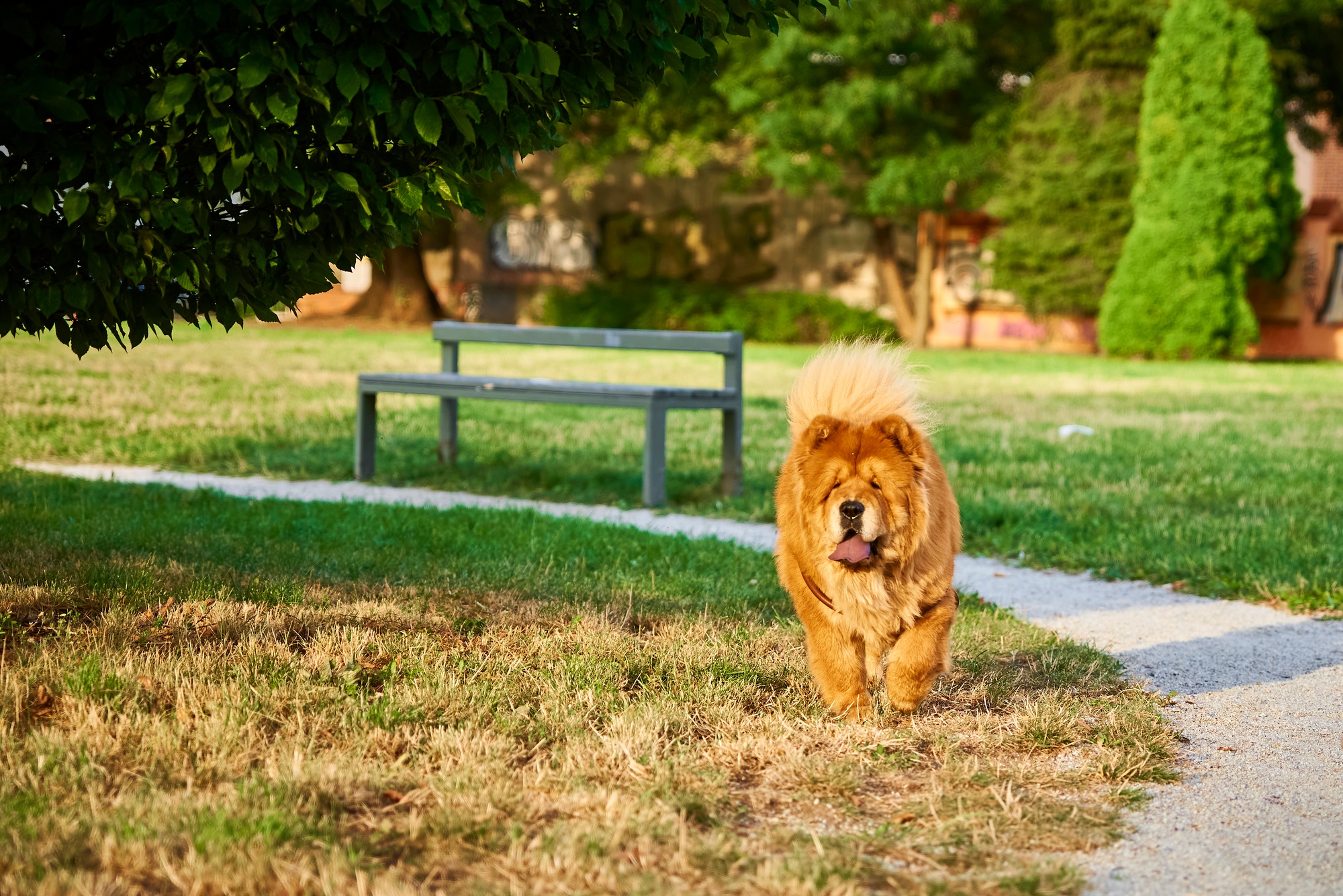 Chien de chow-chow dans le parc