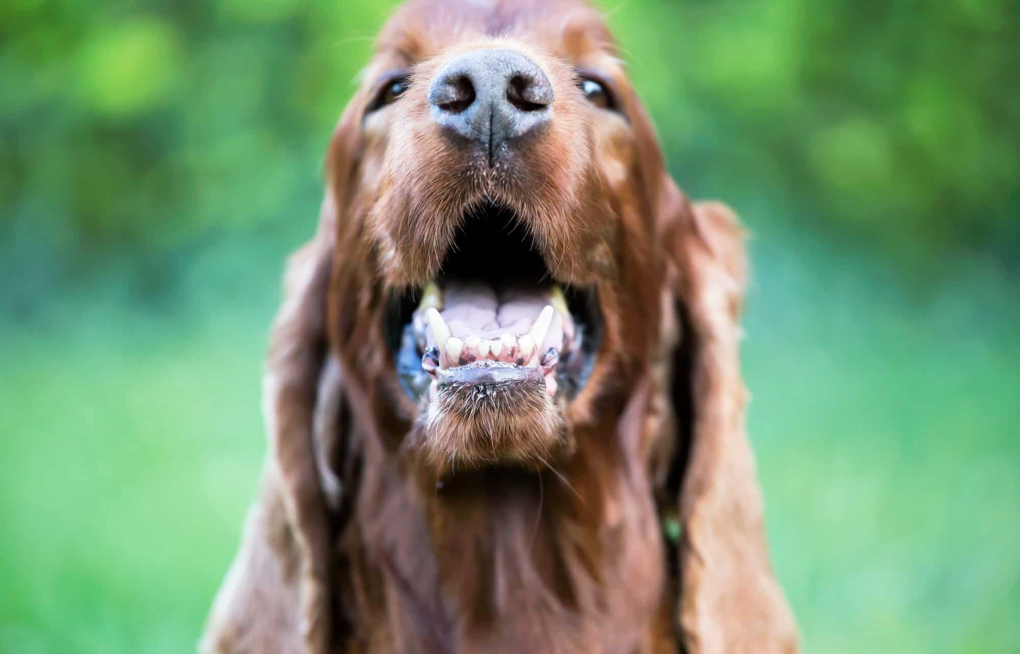 Hygiène dentaire du chien