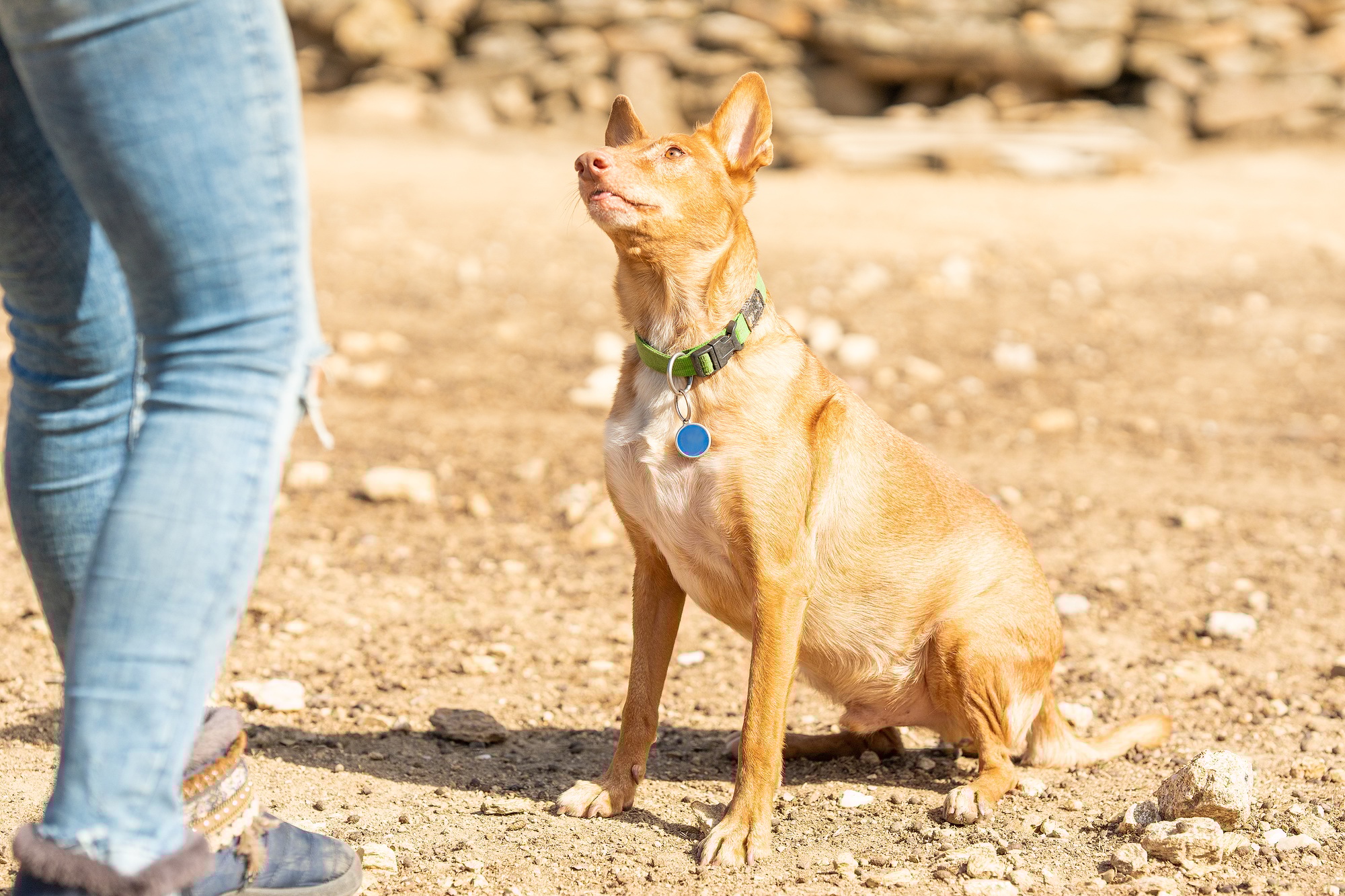 Chien de Podengo avec son maître dans un parc