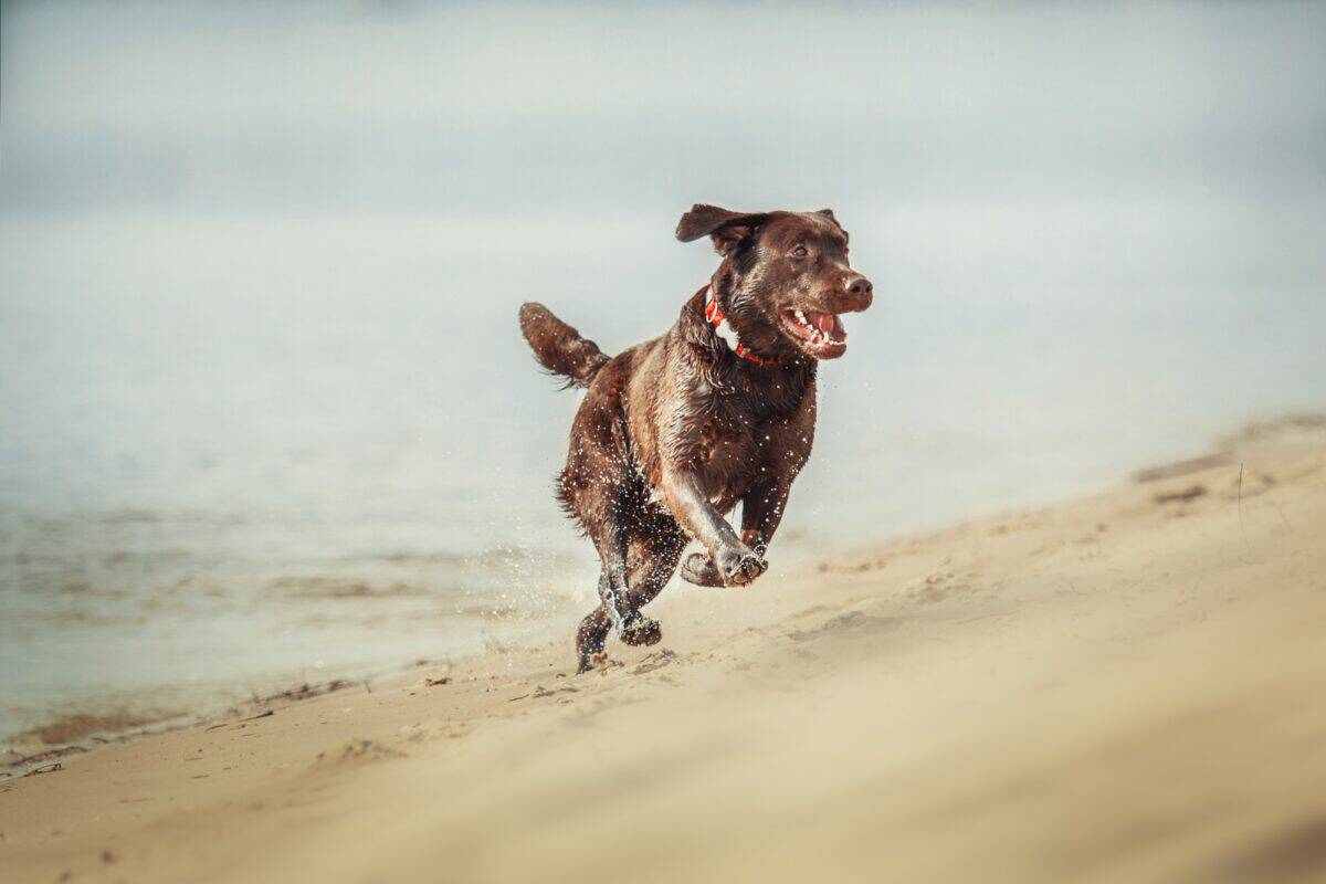 Chien de race Labrador Retriever, actif en plein air.