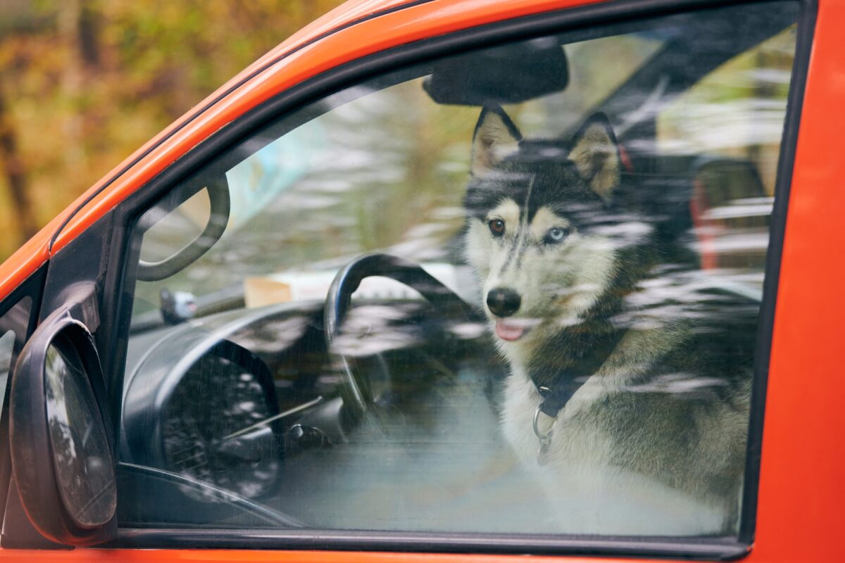 Chien de traîneau Husky sibérien dans une voiture rouge, adorable chien Husky regardant par la fenêtre de la voiture, enfermé à l'intérieur de la voiture.