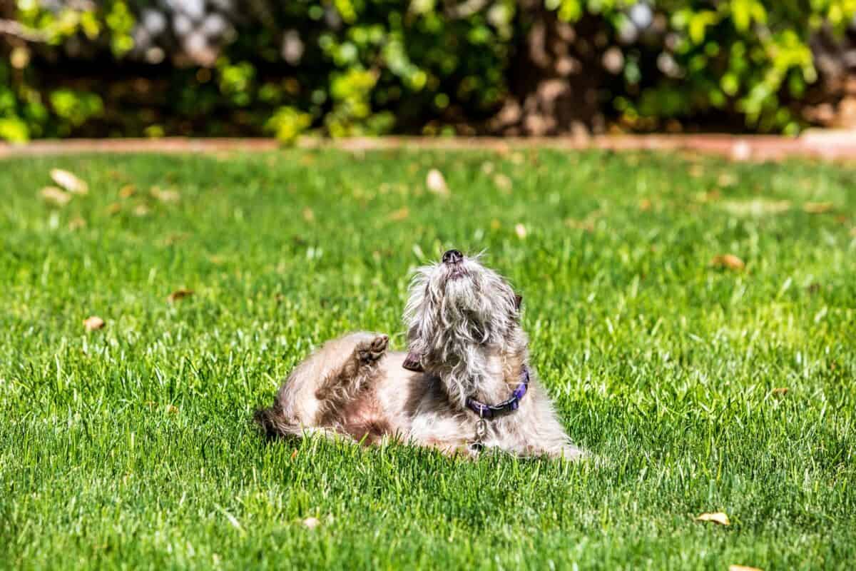 Chien dehors dans l'herbe se grattant
