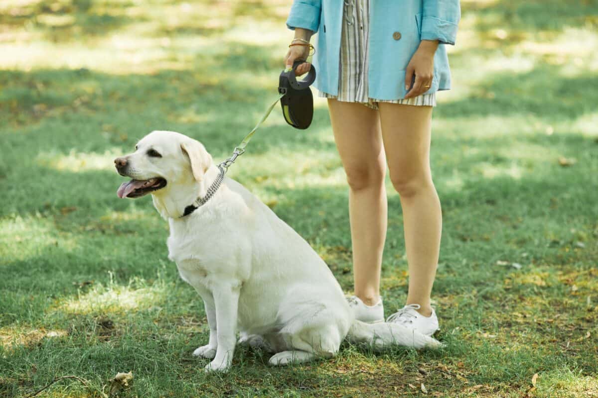 Chien en laisse
