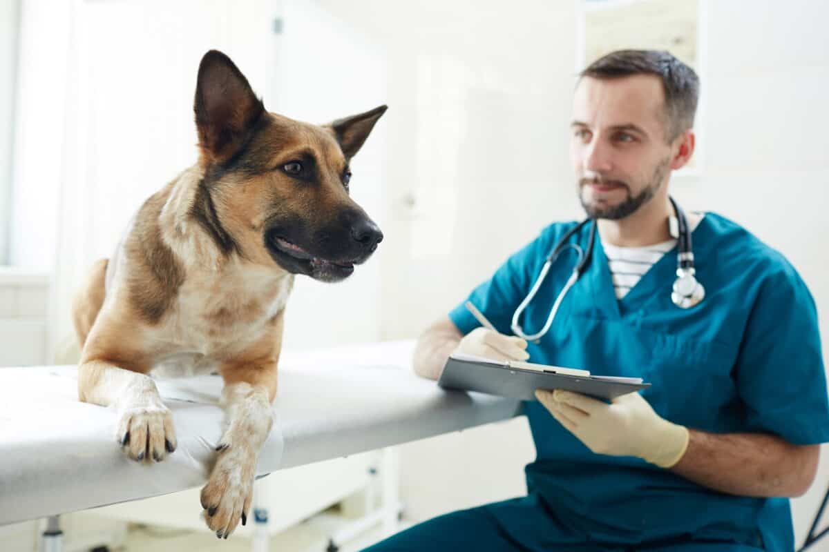Chien en visite chez le vétérinaire
