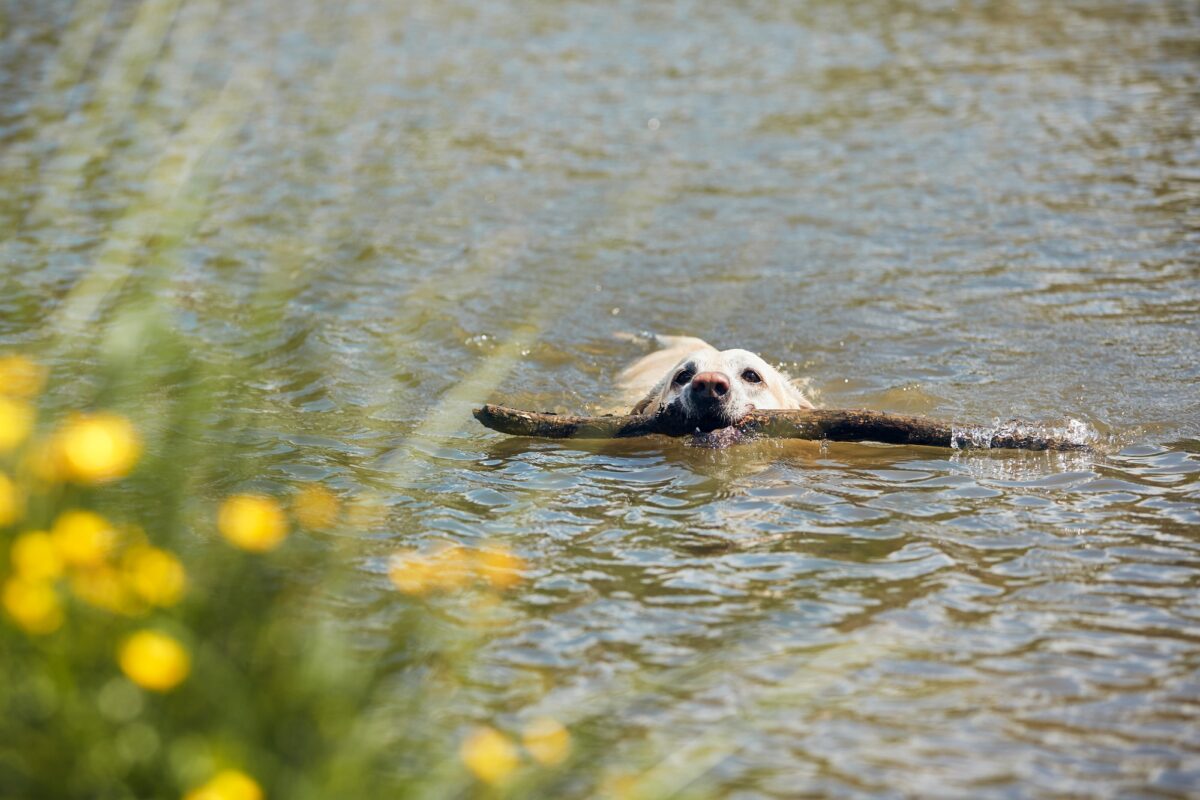 Chien enjoué nageant dans une rivière