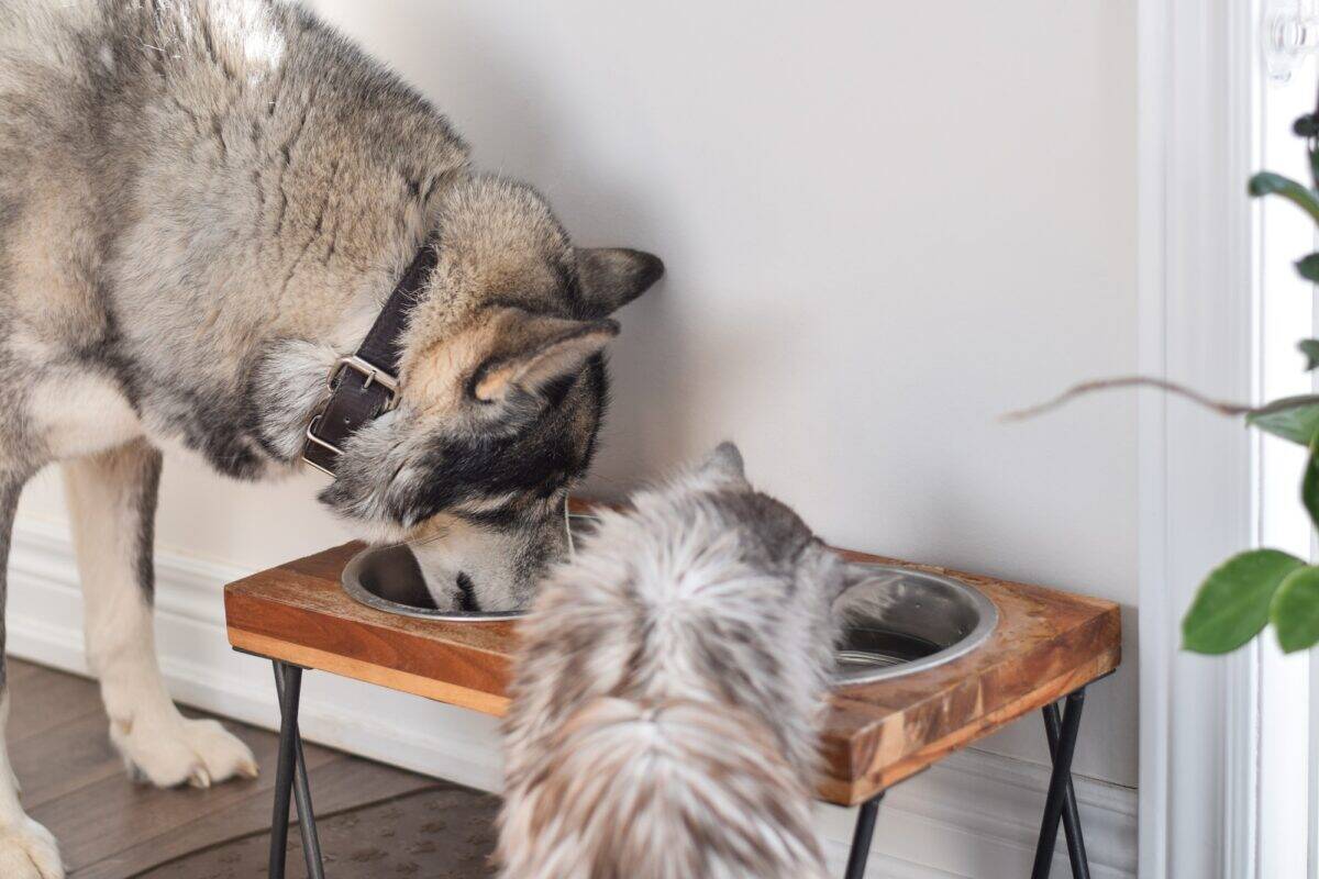 Chien et chat mangeant et buvant dans la même gamelle