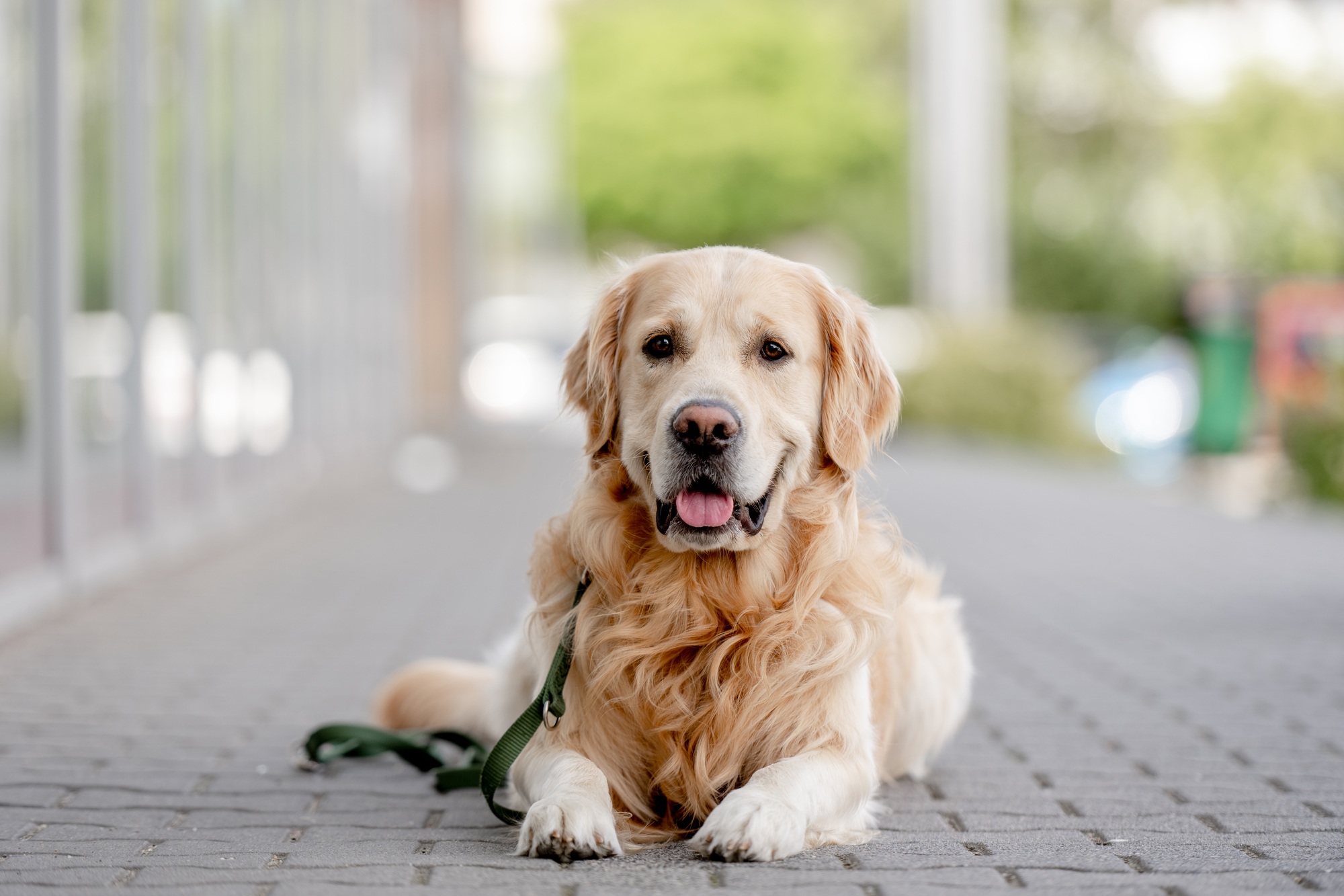 Chien Golden retriever