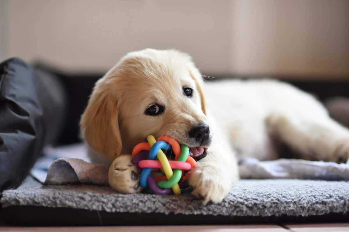 Chiot Golden retriever jouant avec un jouet