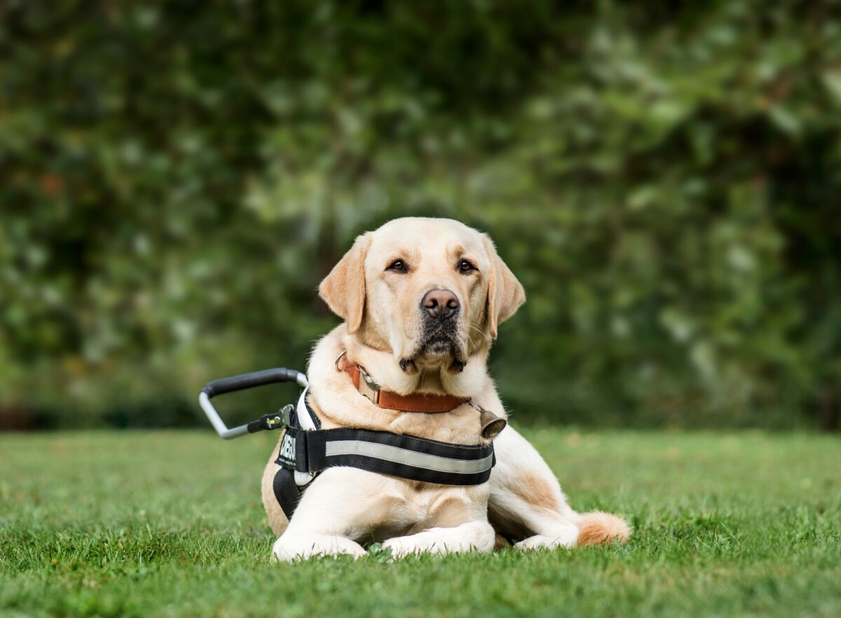 Chien guide Labrador Retriever, 2 ans, dans un parc