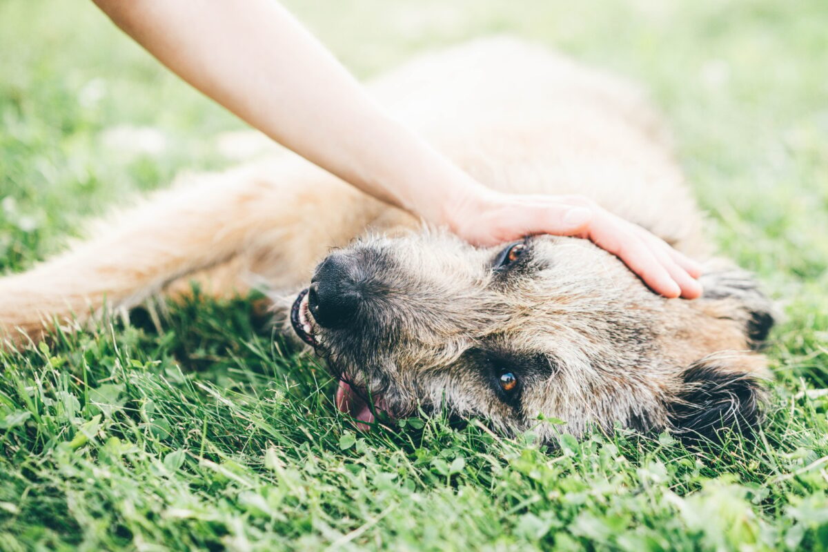 Chien haletant se reposant dans le champ.