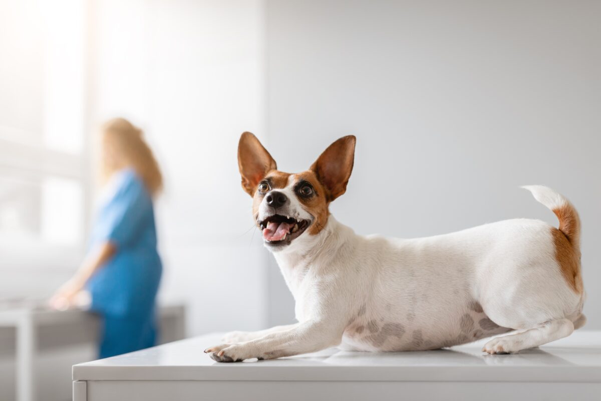 Chien chez le vétérinaire