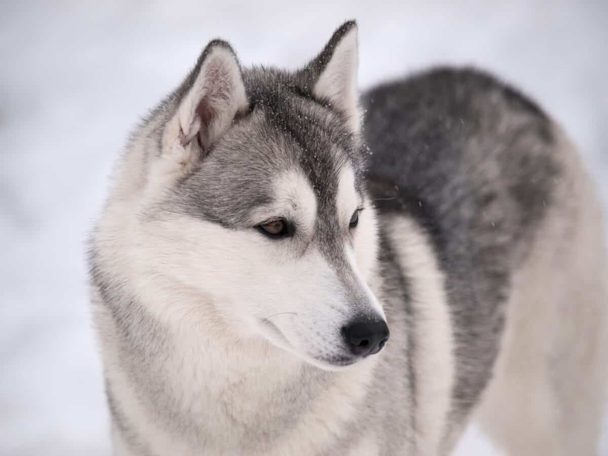 Chien Husky à l'extérieur