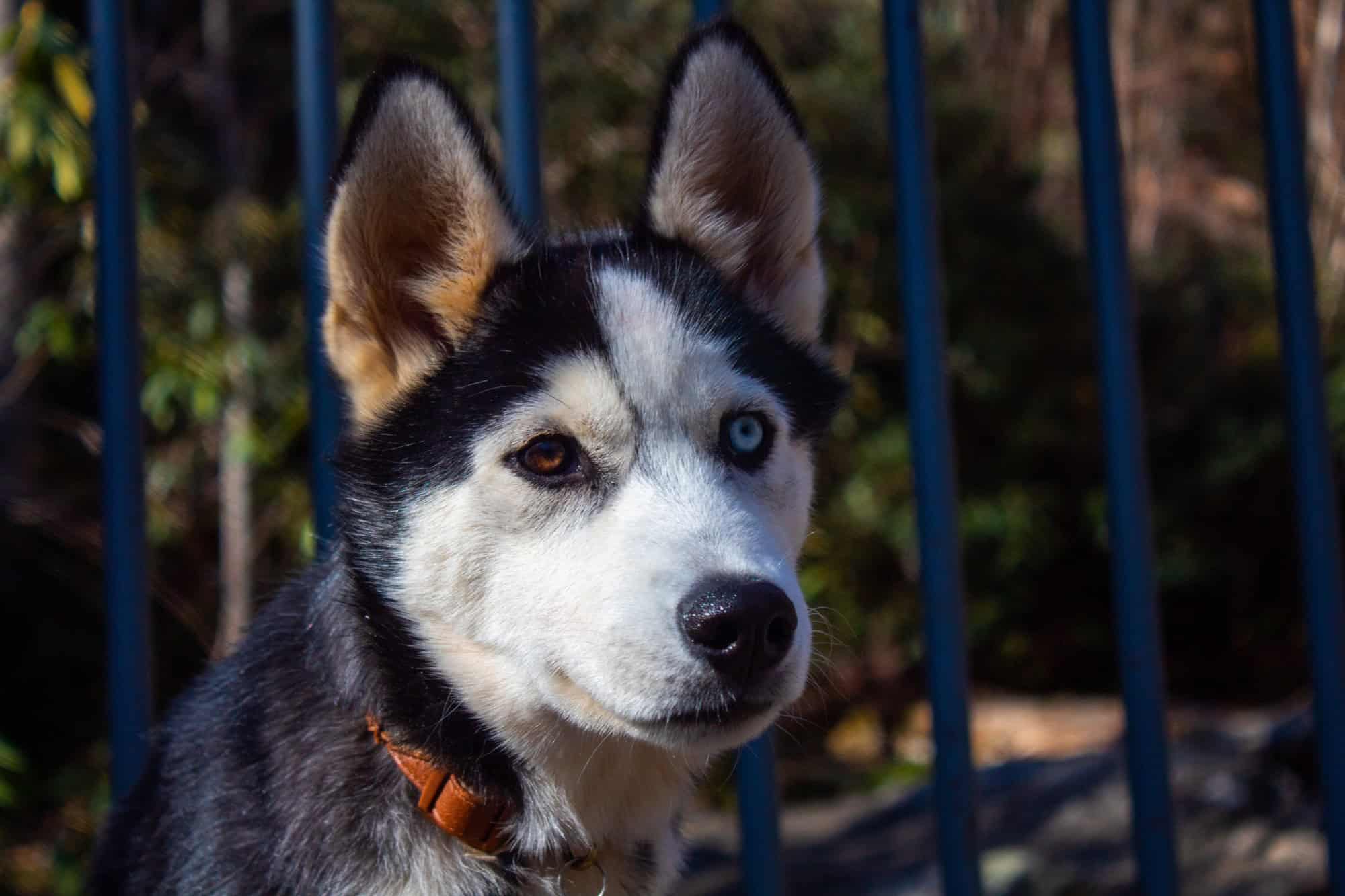 Chien Husky aux yeux de couleurs différentes