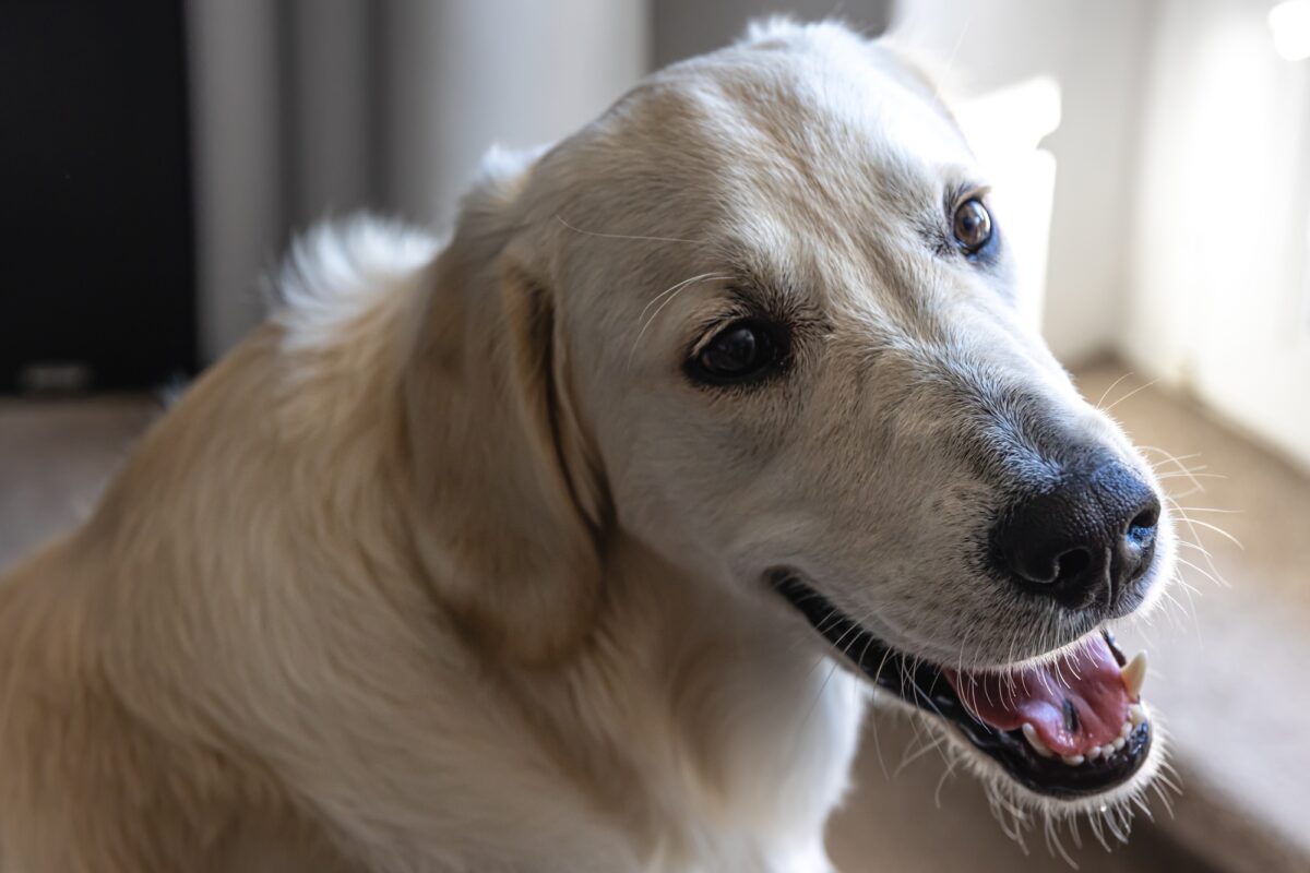 Chien labrador