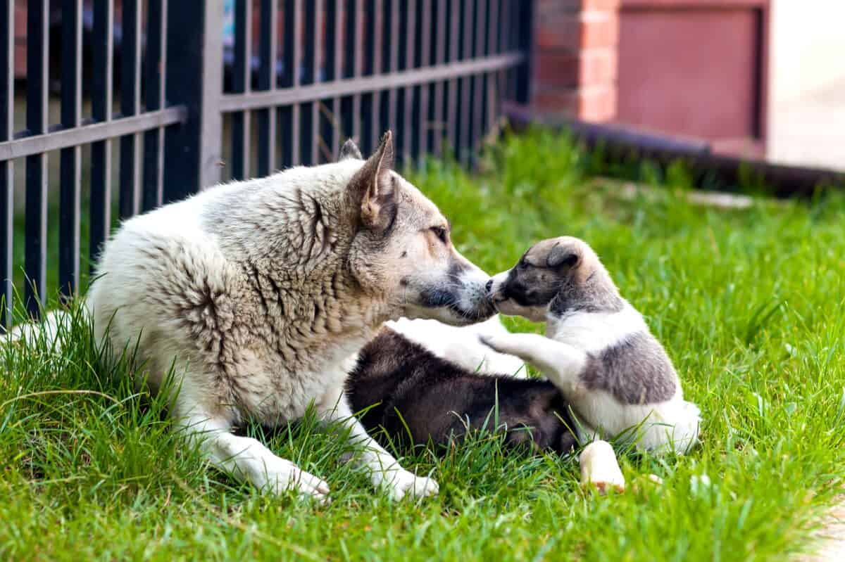 Chien mère avec bébé chiot