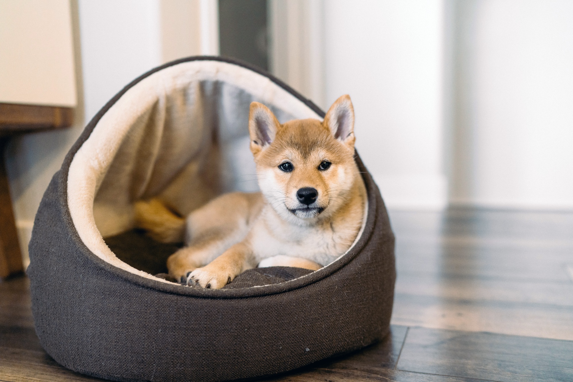 Chien mignon assis dans un lit pour chien
