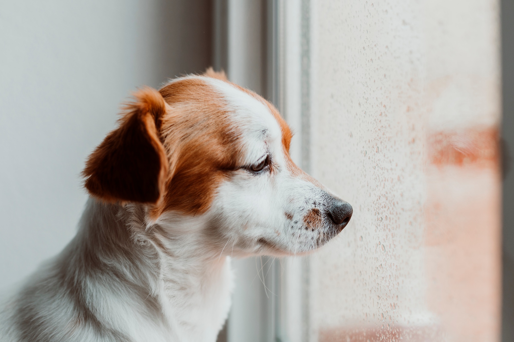 chien mignon assis près de la fenêtre. Jour de pluie, gouttes d'eau sur la vitre, l'air ennuyé ou triste.
