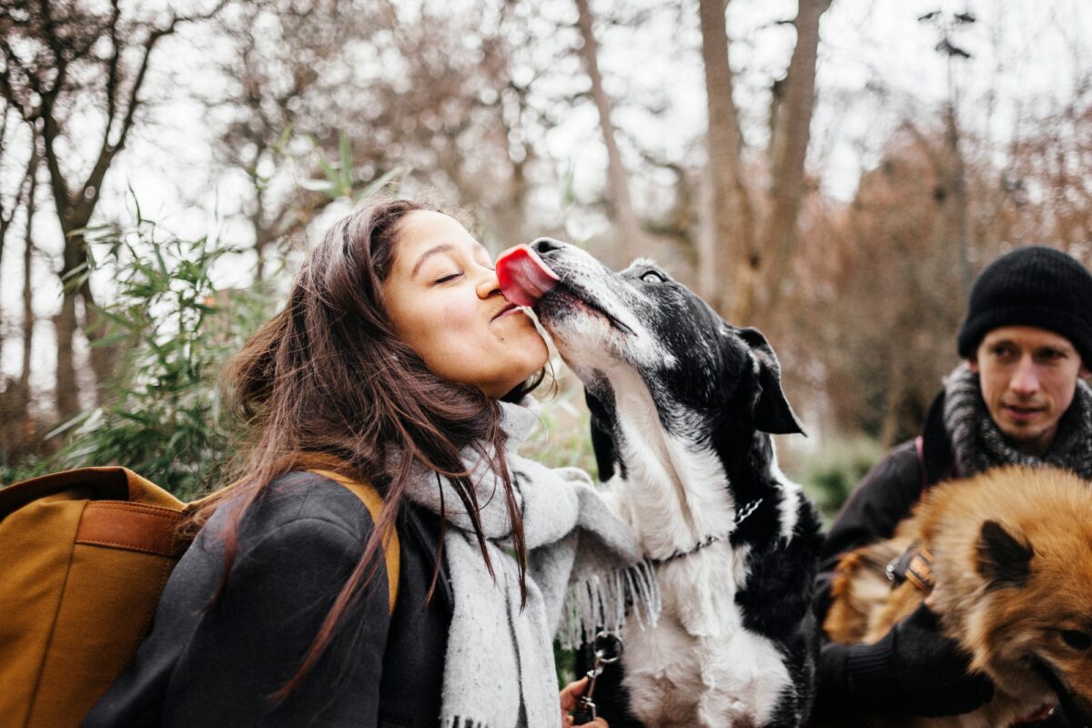 Chien mixte léchant une femme avec un homme et un Eurasier en arrière-plan dans un parc
