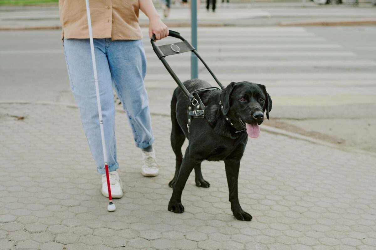 Chien guide d'aveugle