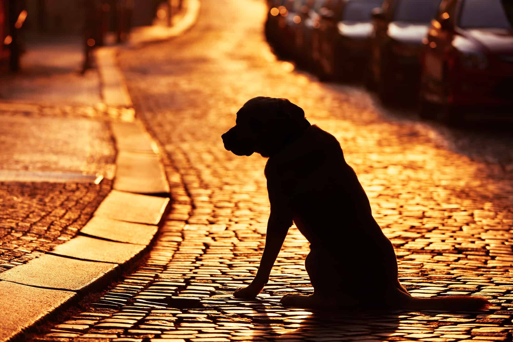 Chien perdu