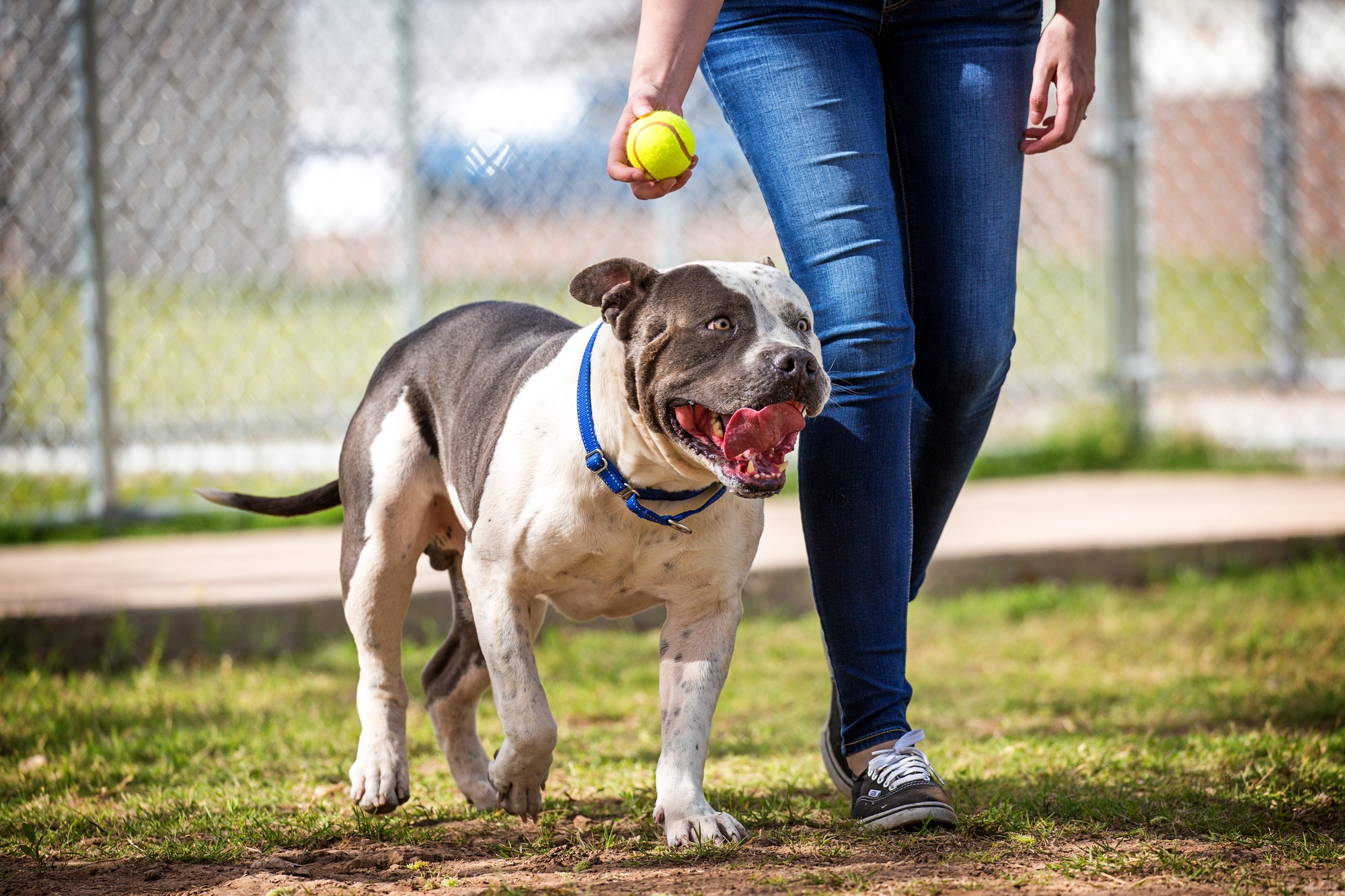 Chien Pit Bull au parc