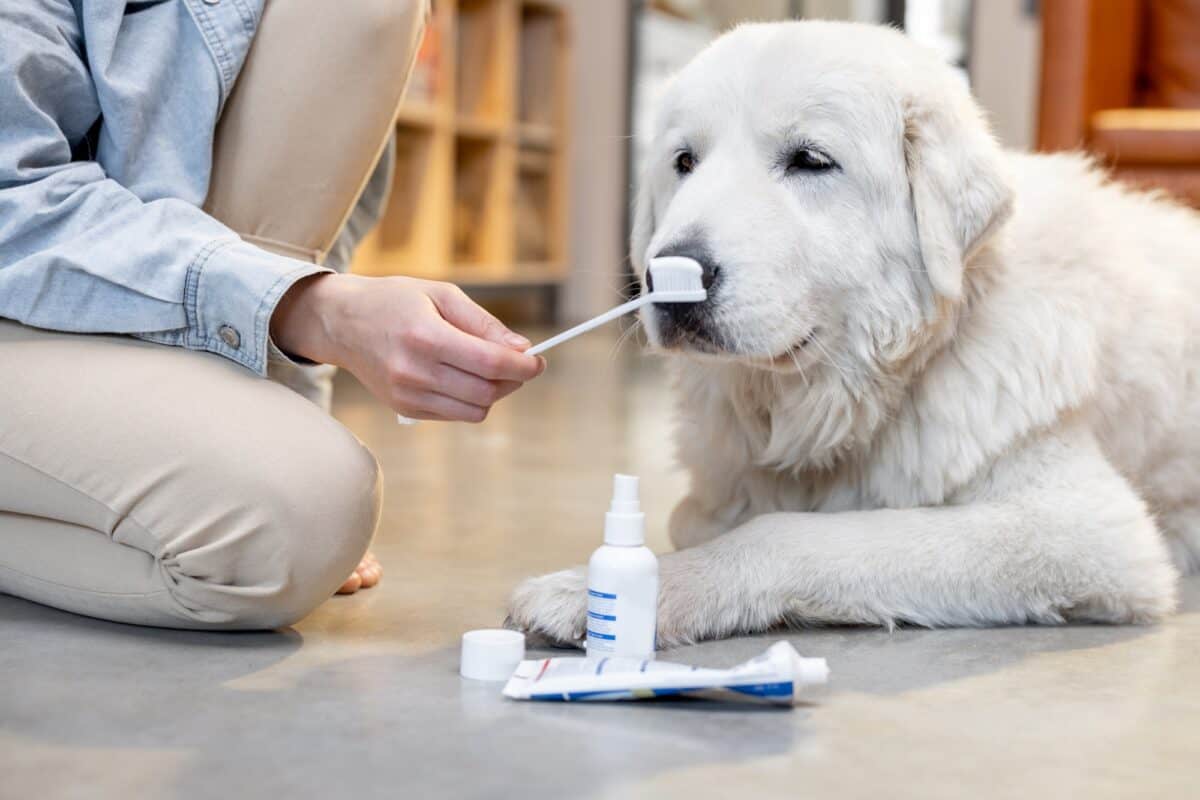 Chien prêt pour le brossage des dents