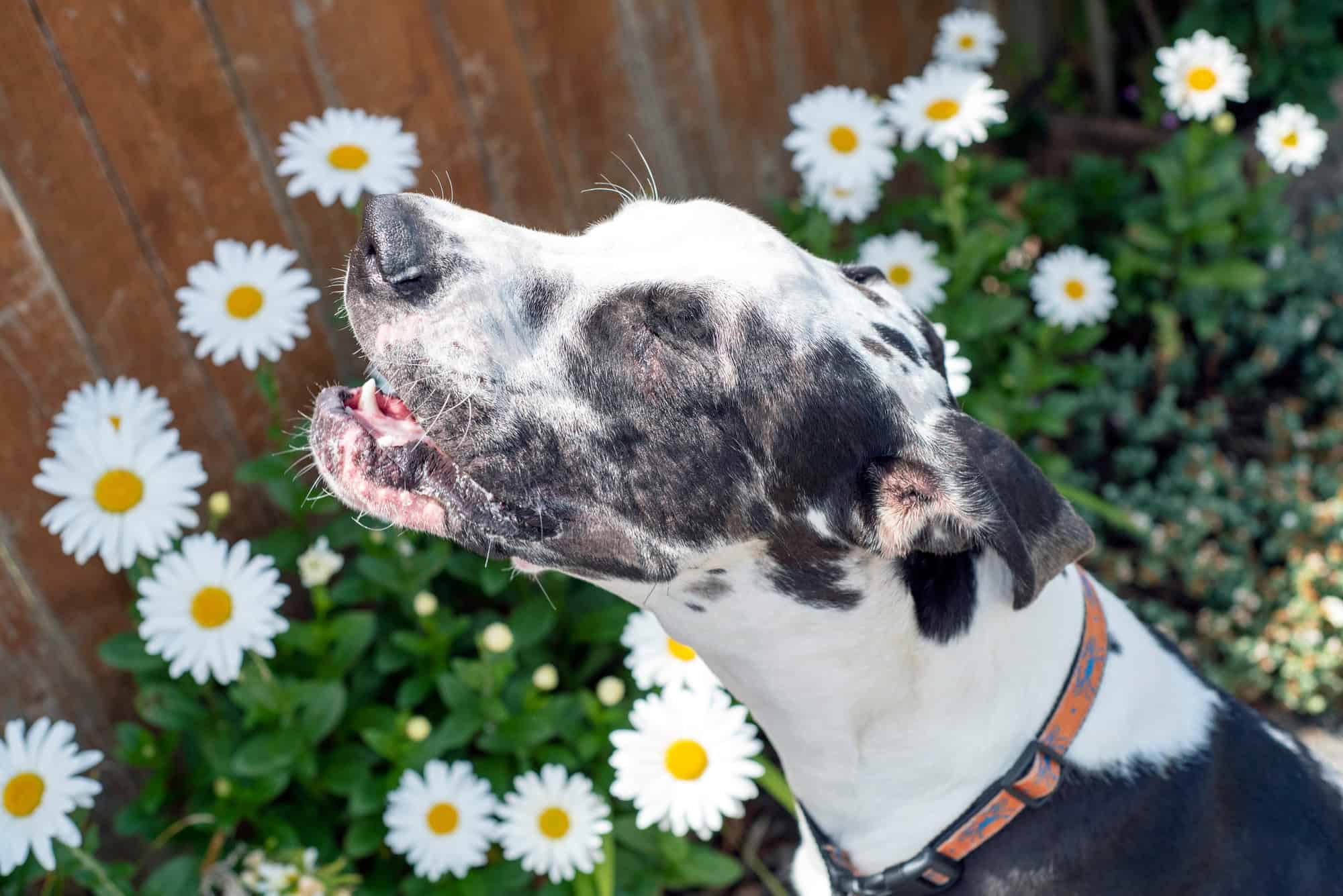 Chien qui éternue au printemps
