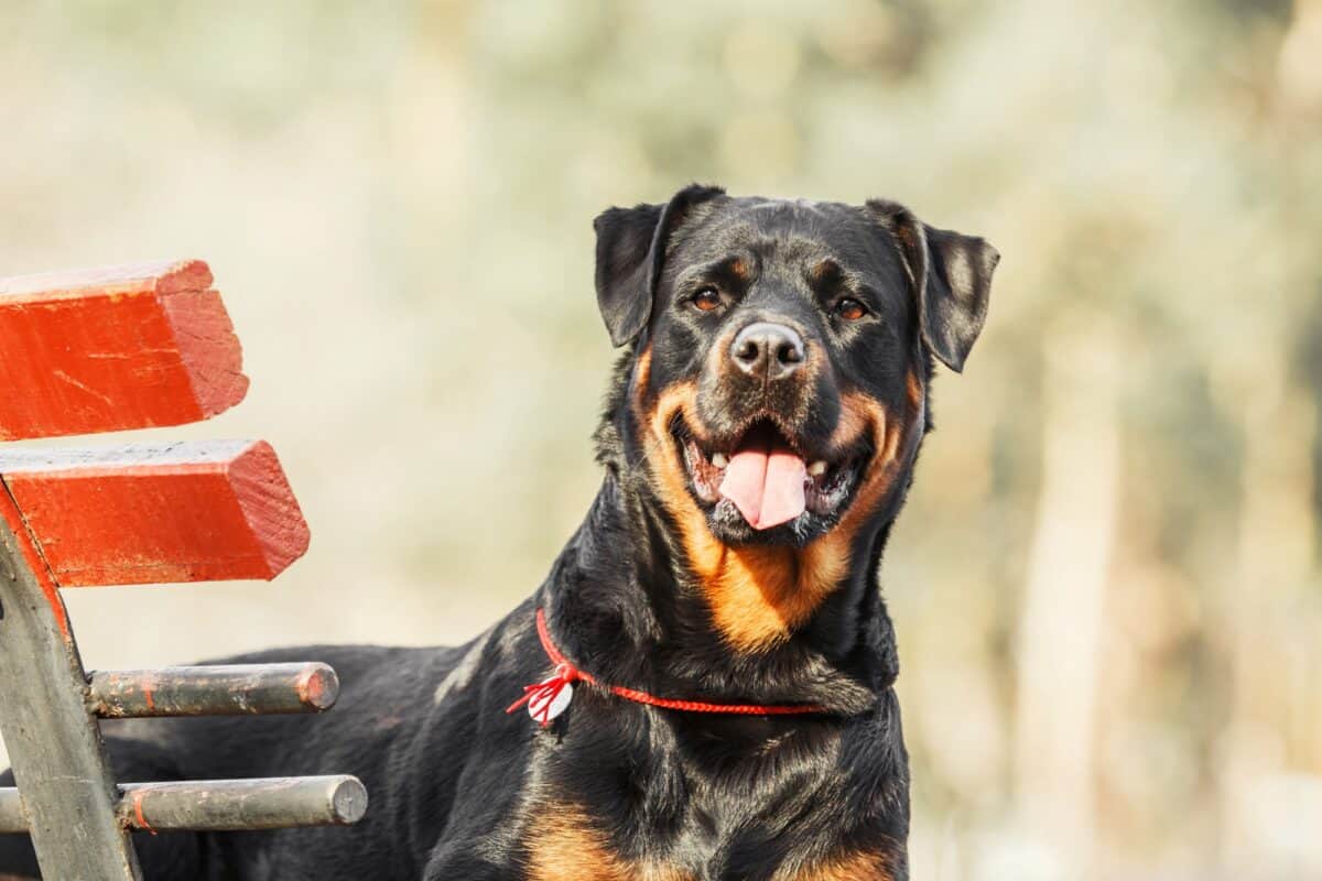 Chien Rottweiler