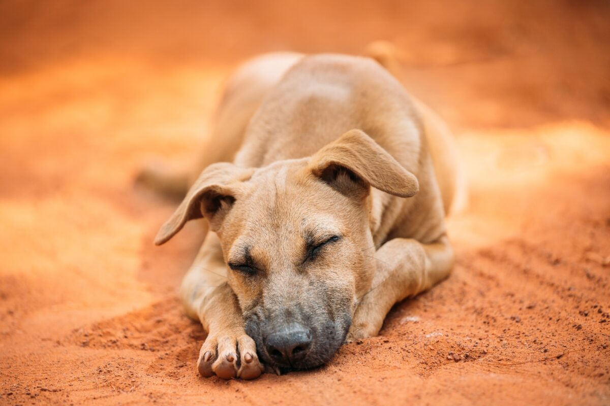 Chien sans abri de race mixte rouge se reposant et dormant à l'extérieur sur du sable orange