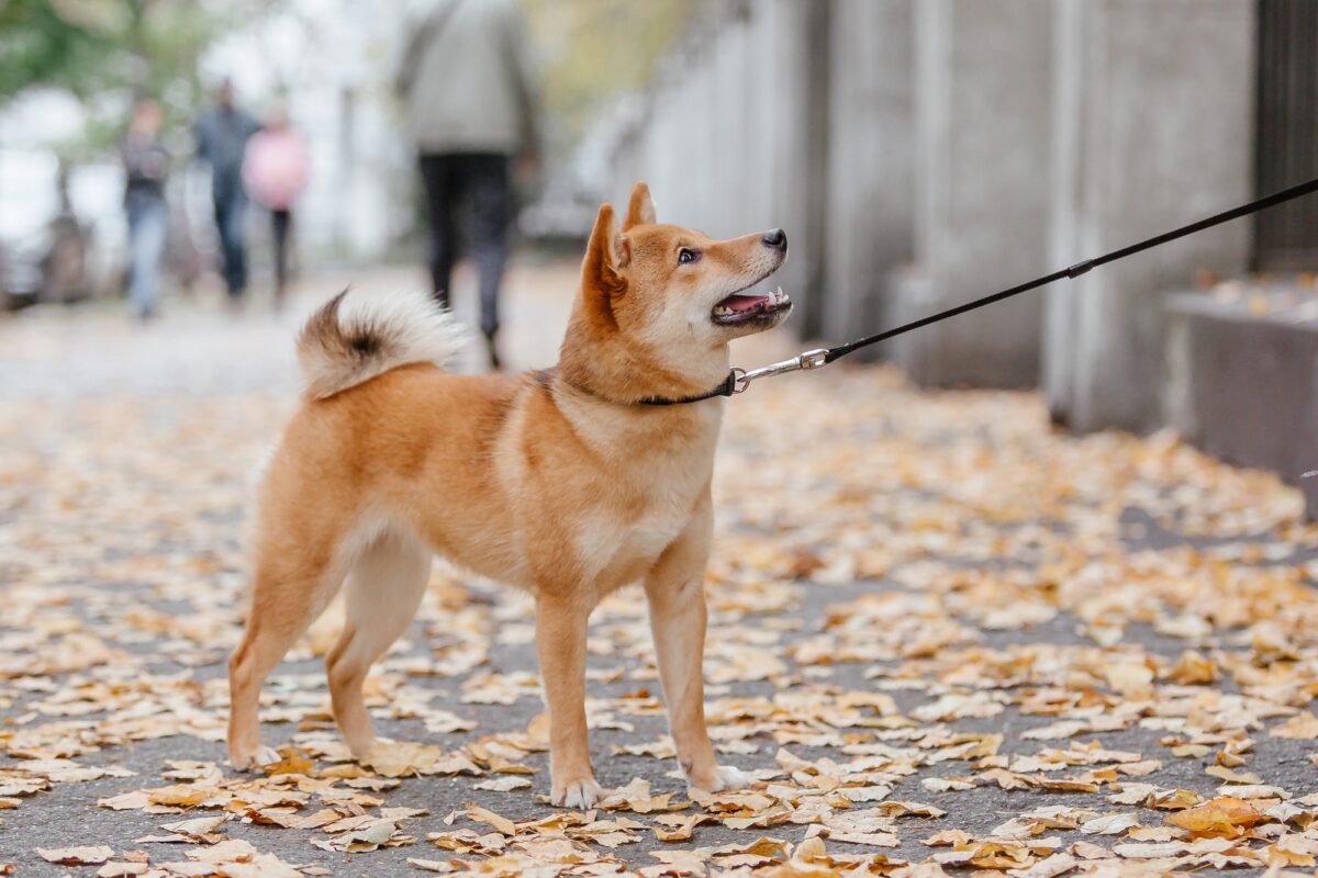 Chien shiba inu en extérieur. Collections d'automne. Chien en promenade