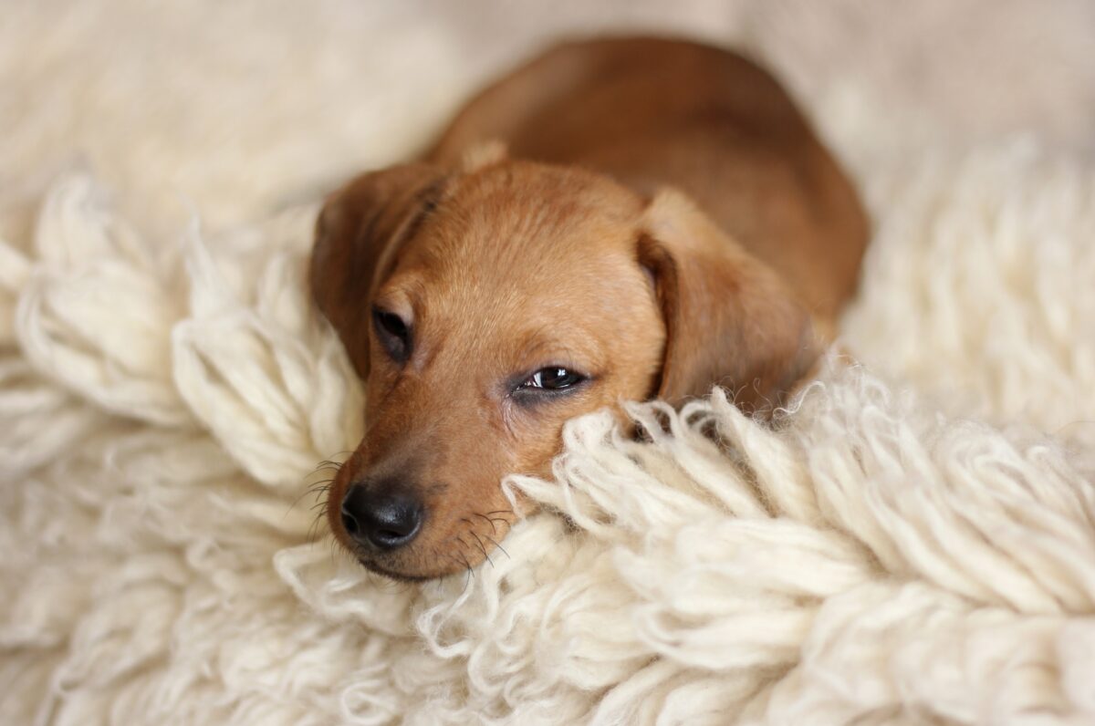 Chien teckel endormi