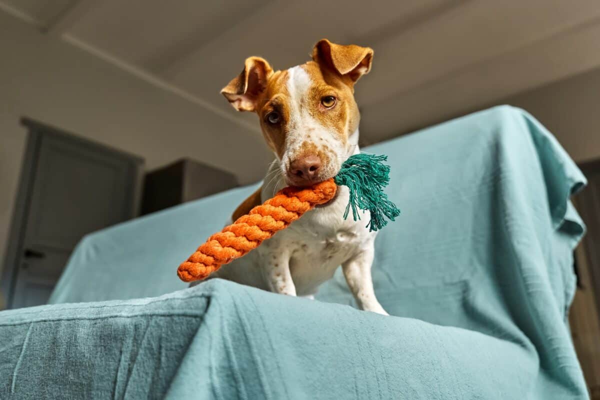 Chien terrier Jack Russell avec son jouet.