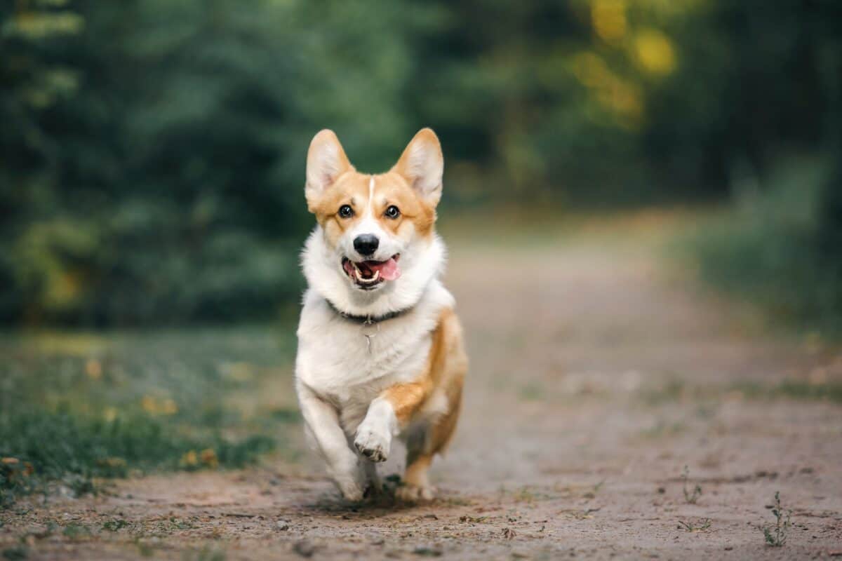 Chien Welsh Corgi en extérieur.