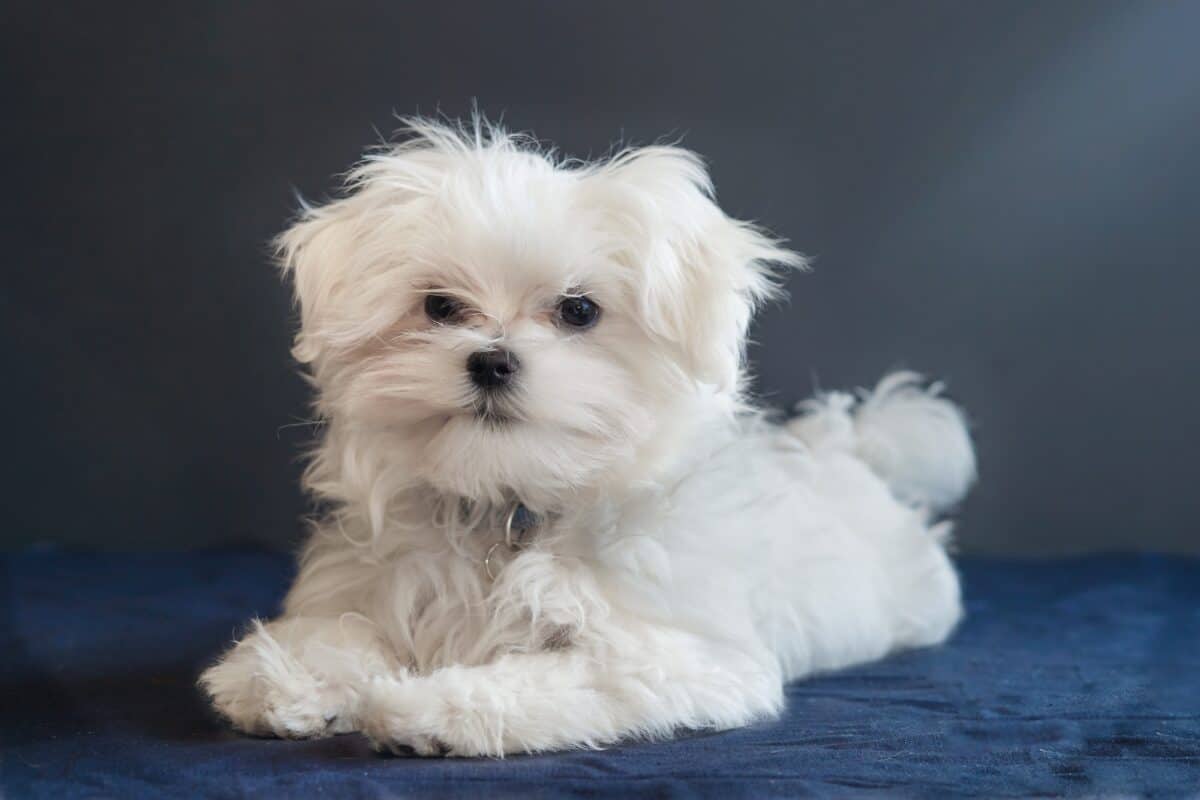 Bichon maltais
