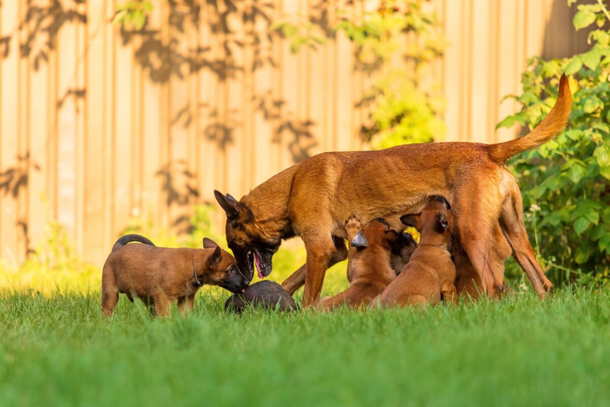 Chienne mère allaitant ses chiots. Race de chien Malinois Belge
