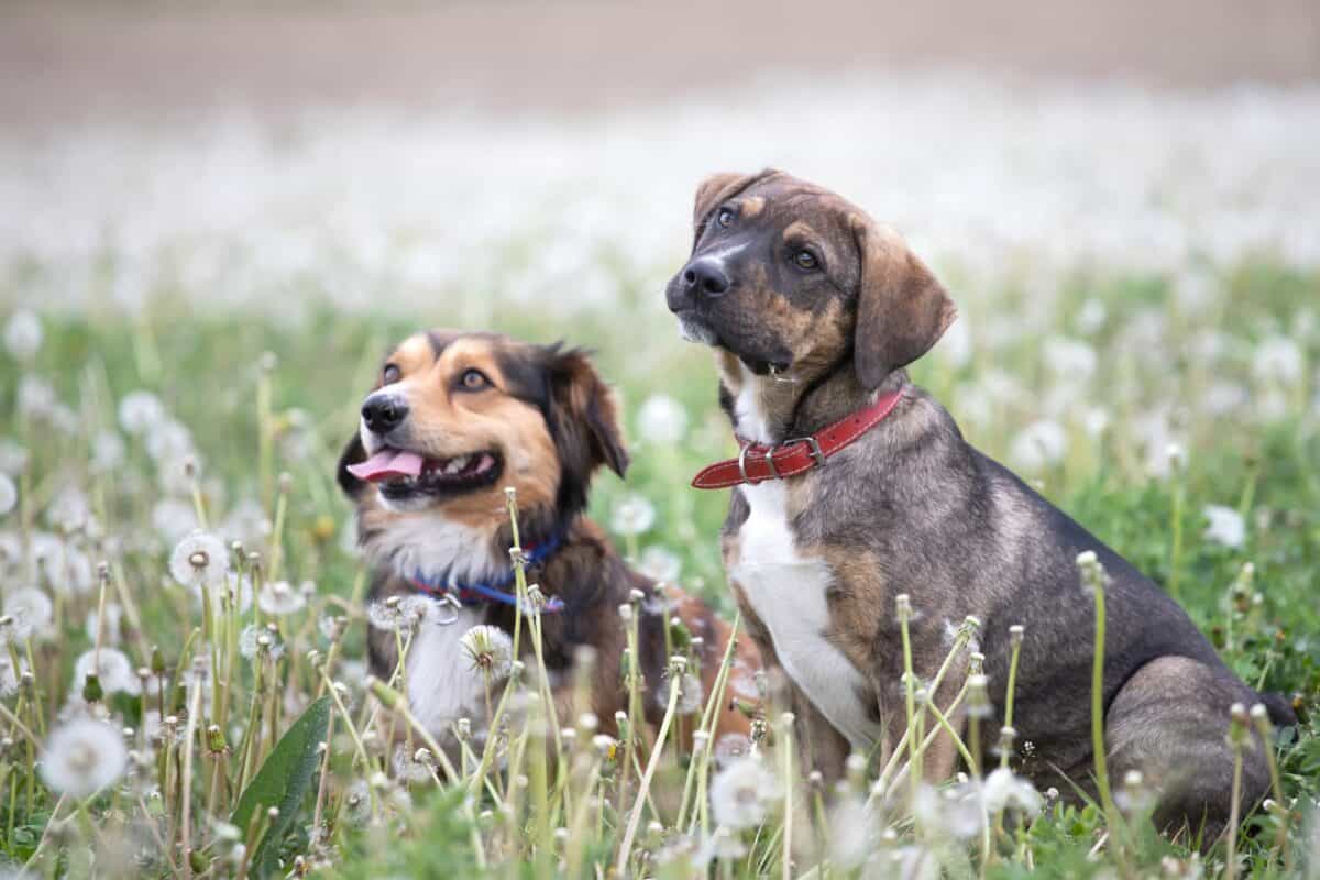 Chiens