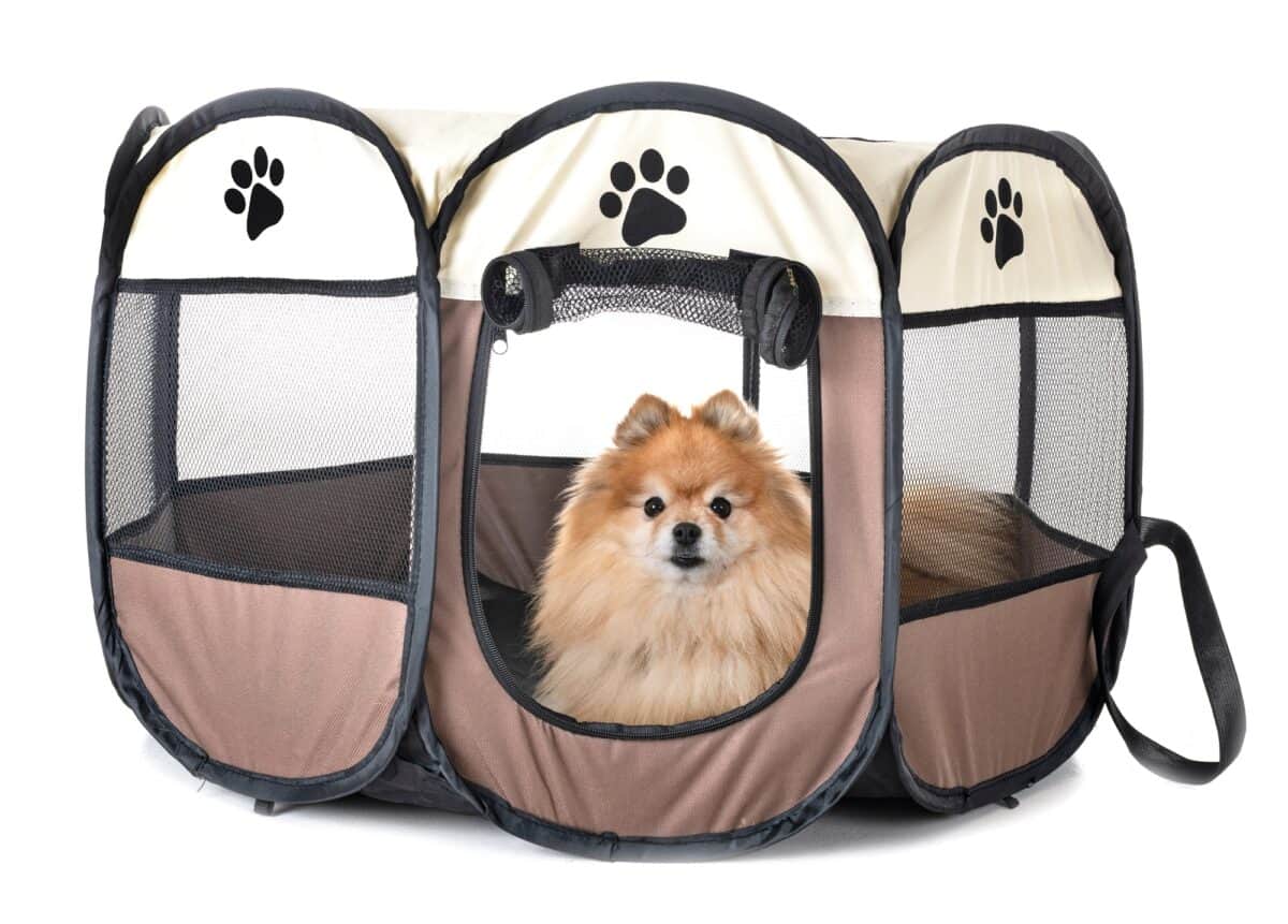 dogs in pen
