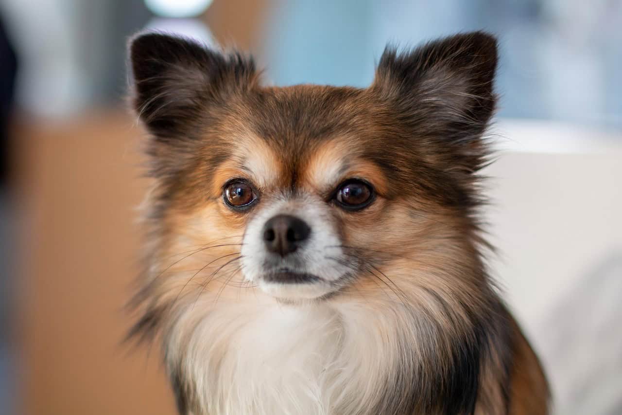 chihuahua à poils longs